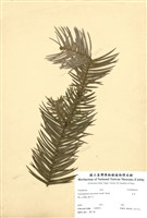 藏品(杉木)的圖片